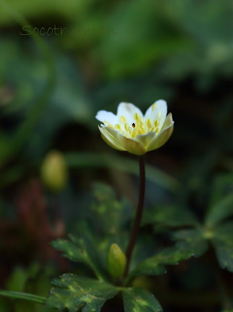 Anemone flaccida