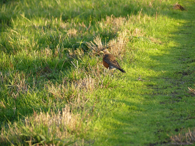 robin on the groun