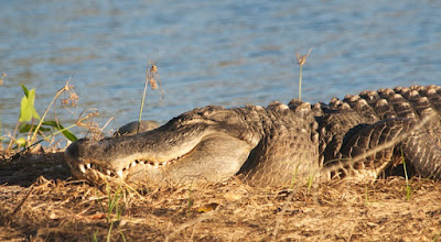 American Alligator (Alligator mississippiensis)