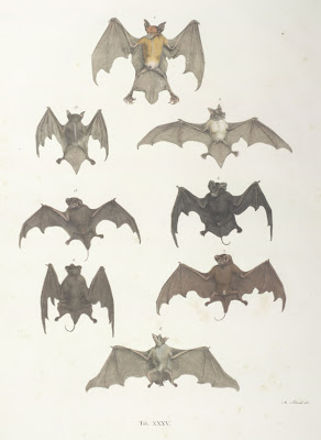 more bats