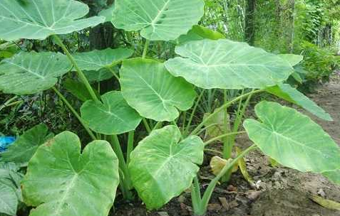 CỦ RÁY CHỮA MỤN NHỌT