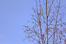 birch tree catkins have emerged
