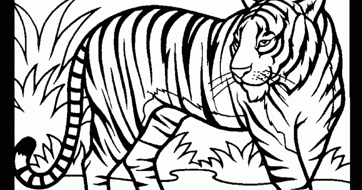 Mewarnai Gambar  Harimau  Tampak Nyata Contoh Anak  PAUD