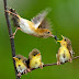 Photography Set 002 (Amazing Birds) 