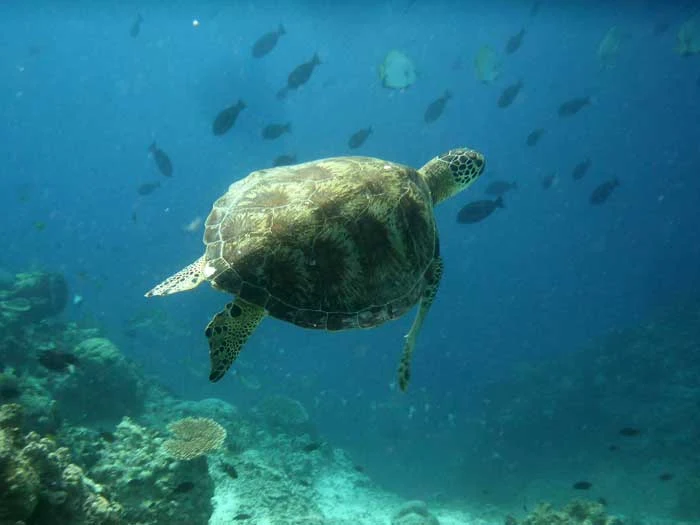 Maratua Derawan Islands