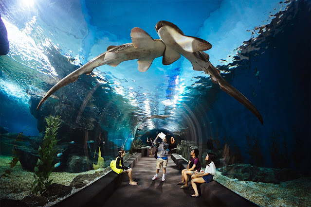 Sea Life Bangkok images