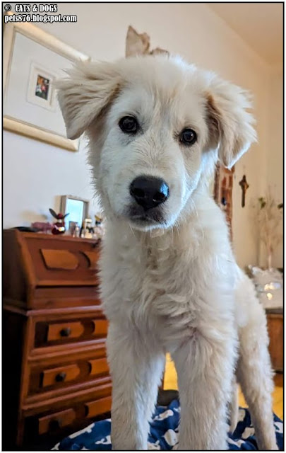 maremma sheepdog