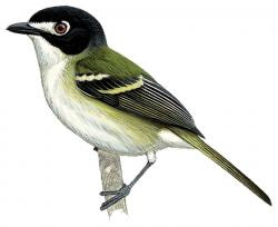 Black-capped Vireo