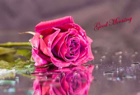 morning-pink-rose-images