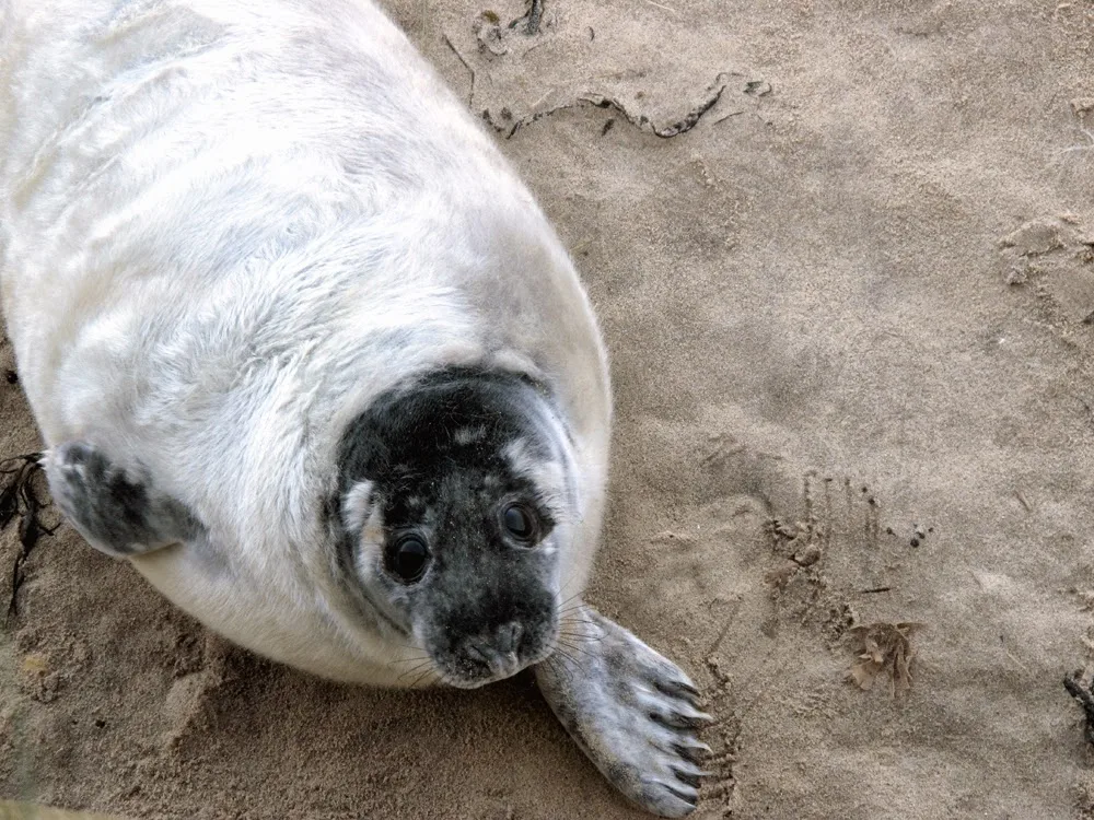 Winterton-on-Sea seals, Norfolk