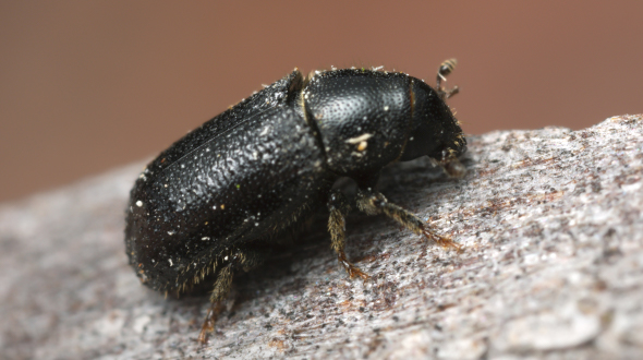 Wood boring insects includebark beetles