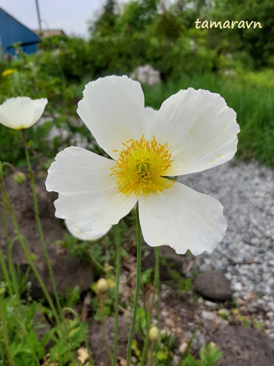 Мак амурский (Papaver amurense)