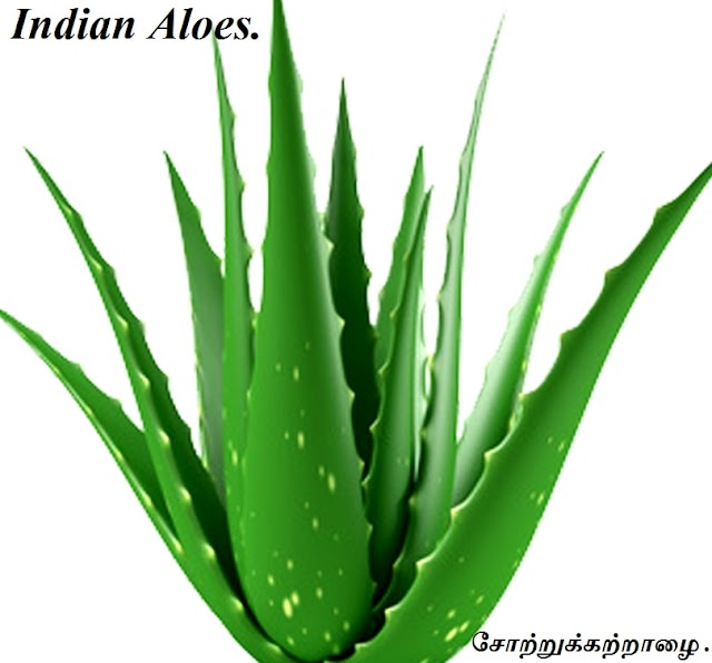 சோற்றுக்கற்றாழை - Sothu kathalai - Aloe Vera - Indian Aloes.