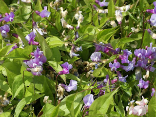 Gesse printanière - Orobe printanier - Lathyrus vernus - Orobus vernus 