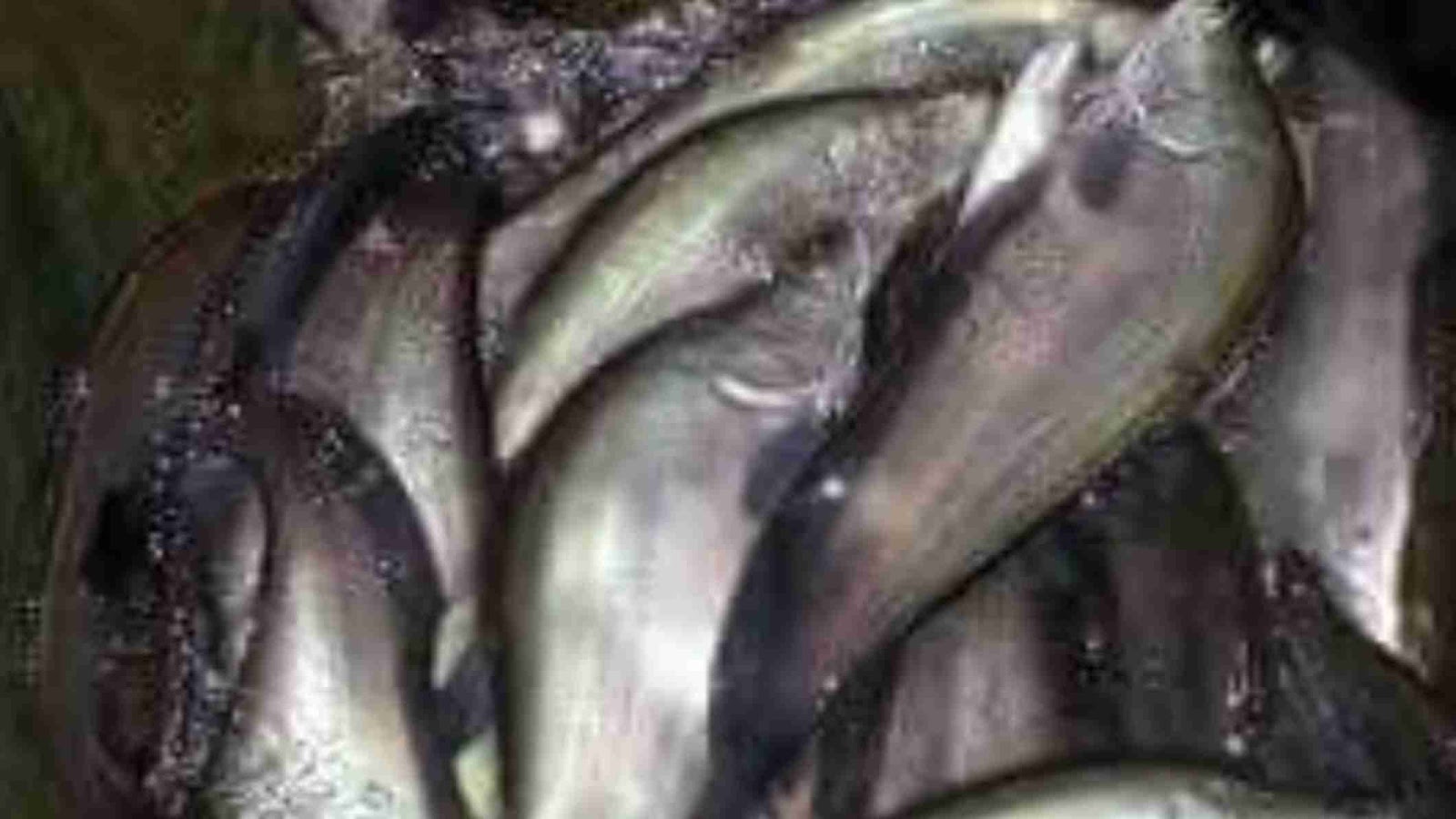 jenis ikan belida sumatera yang dilindungi