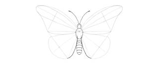 how-to-draw-butterfly-2-15