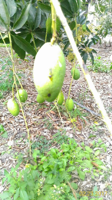 點圖可放大