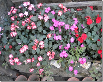 DSCN0867