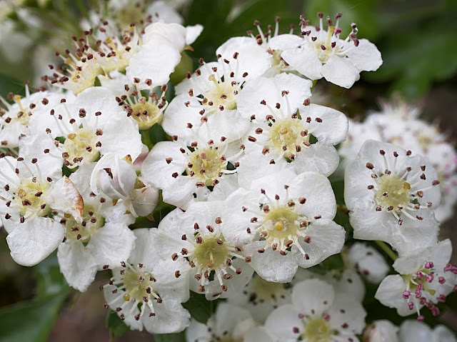 Close up of a knot of white hawthorn blossom