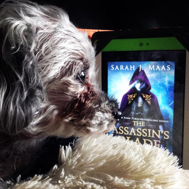 Murchie lies in profile, facing the right side of the screen. Behind him is a white Kobo with The Assassin's Blade's cover on it. The cover features a very pale white woman with white hair. She wears a purple hooded cloak with gold embroidery.