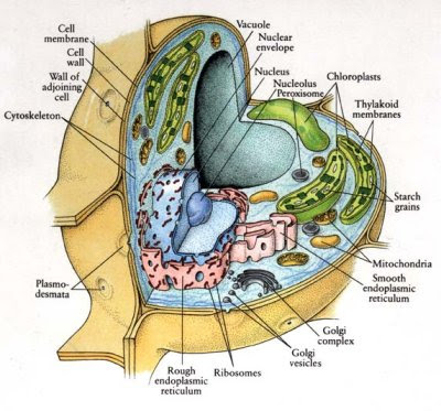 Vacuole : It stores food, wastes, cell is the virus. on the other hand, 