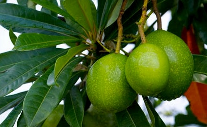 benefit bintaro fruit
