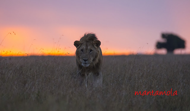 Lion Masai Mara