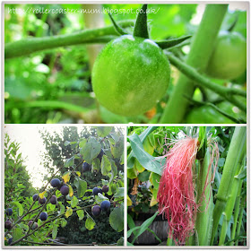 Tomatoes, sweetcorn, plums, Grow Your Own