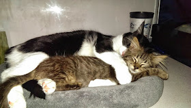 Funny cats - part 94 (40 pics + 10 gifs), cat pictures, cat spooning