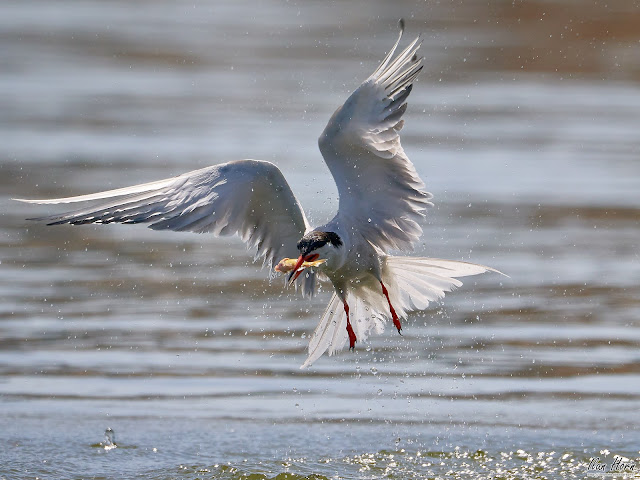 Tern Caught a Fish