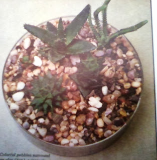miniature-cacti-plants