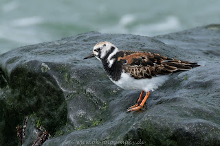 Steinschmätzer wildlife auf Helgoland Düne Nikon Olaf Kerber