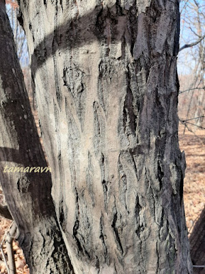 Клён ложнозибольдов (Acer pseudosieboldianum)