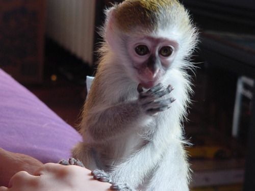 monkey-business-31