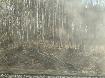 Photo of birch forest out of train window