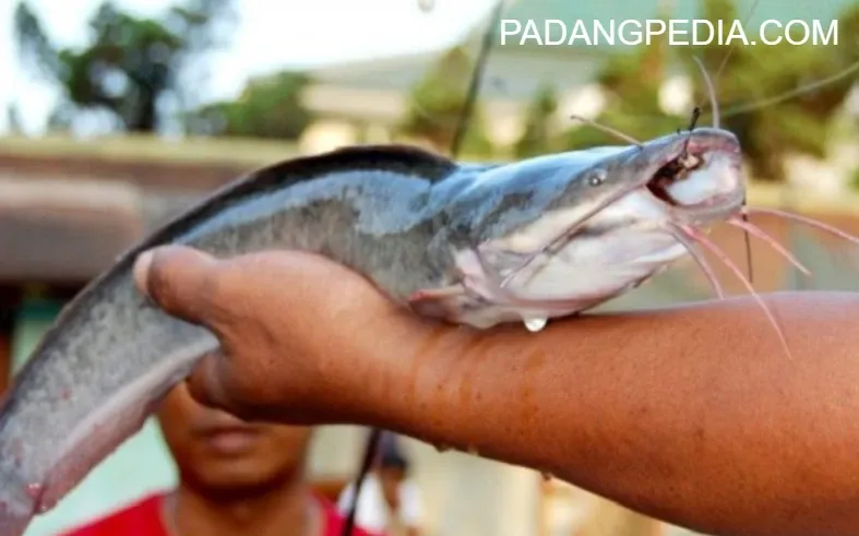 Bumbu Ikan Lele Bakar Padang