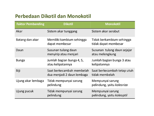 Perbedaan Monokotil dan Dikotil