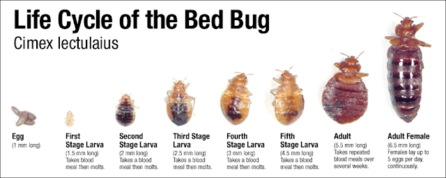 Bed bugs can't jump. This means that they can't attack you or your ...