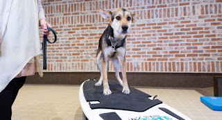 cães exercício com surf