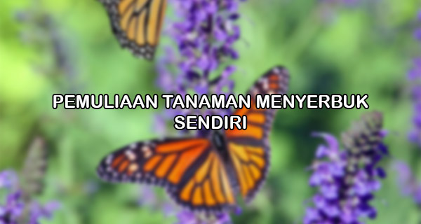 Pemuliaan Tanaman Menyerbuk Sendiri