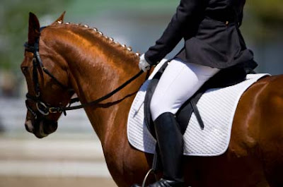 Find the Best Equestrian Saddle Pad for Your Horse.