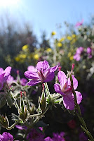 Flowers in the Lamar Valley