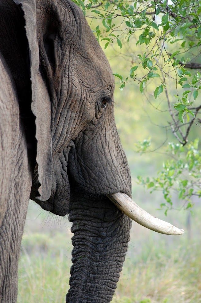 Conservation Efforts for Elephants