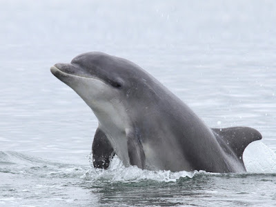 foto de delfin jugueton