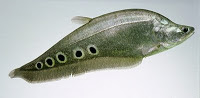 Ikan Belida