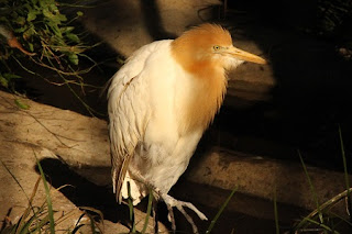 cattle egret