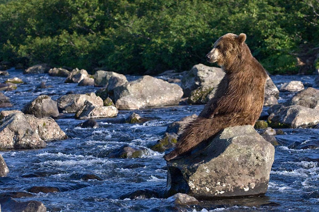 30 pictures of animals sitting like humans, animals sitting like people