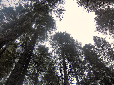 Calaveras Big Trees State Park