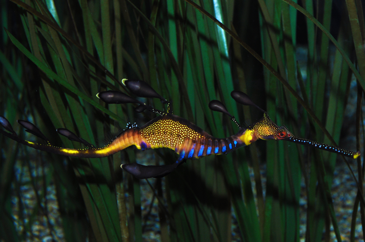 Real Monstrosities Weedy Seadragon