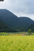 伊豆、池集落辺りから見た稲穂と天城の山々
